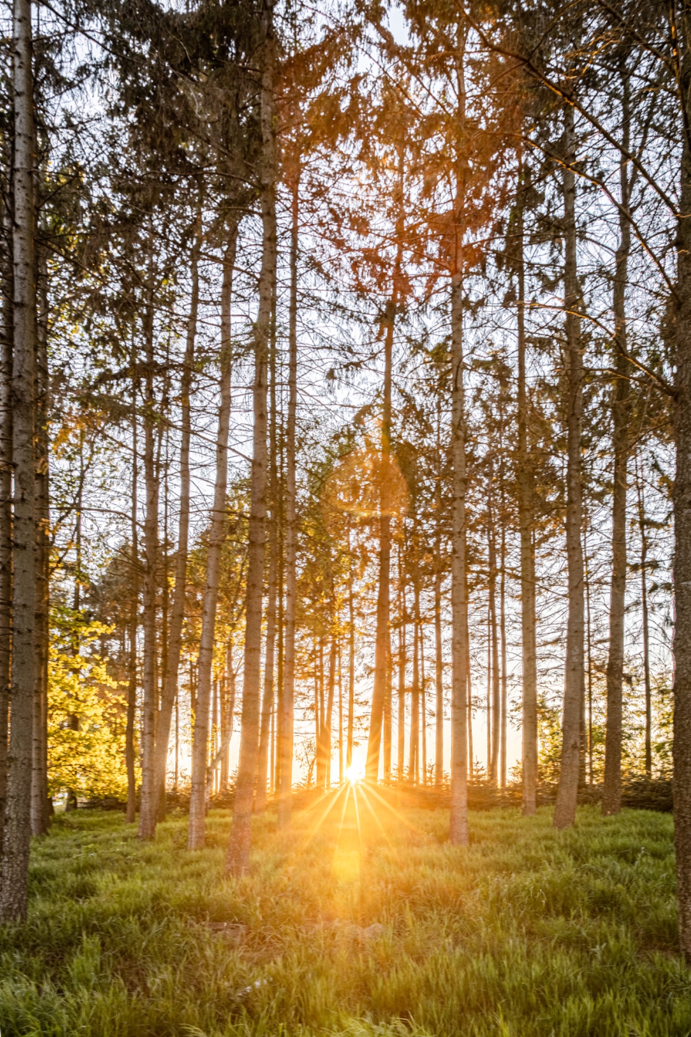 Sonnenuntergang wald