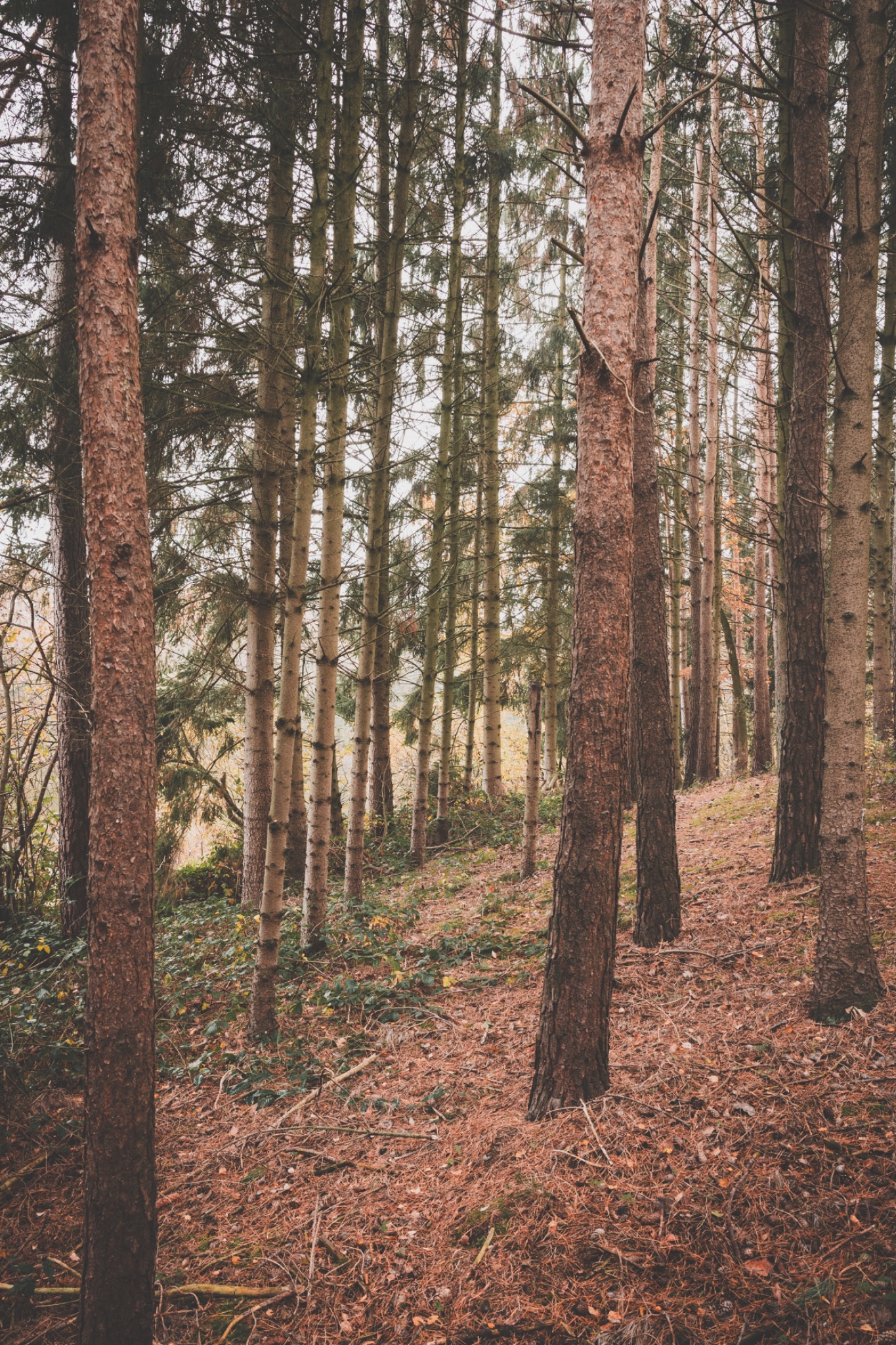 Wald in dingstede